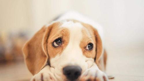 娱乐吃瓜菌小狗视频下载,揭秘小狗视频下载背后的秘密  第3张